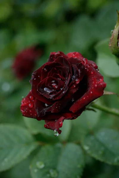 dark rose (rose Black baccara) with raindrops on a green background