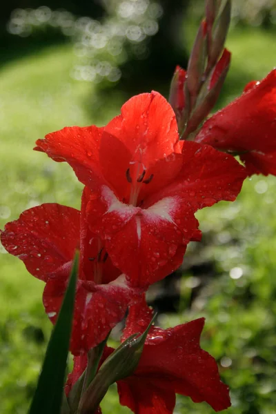 Blooming Red Gladiolus Background Sun Reflections —  Fotos de Stock
