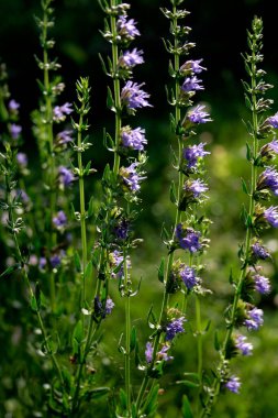 Çiçek açan su çiçeğinin kökleri bir sırada büyür.