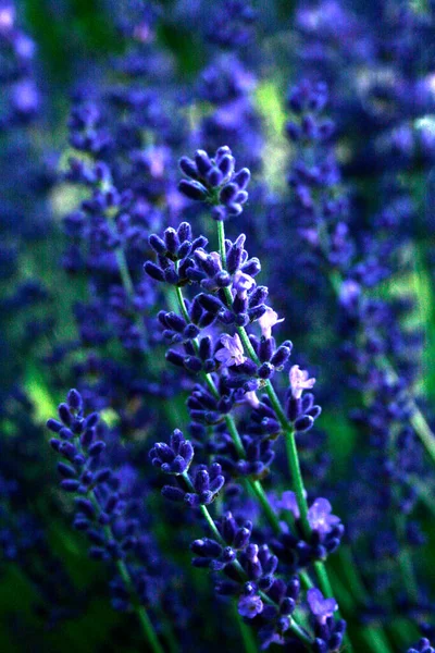 a blooming bed of blue lavender