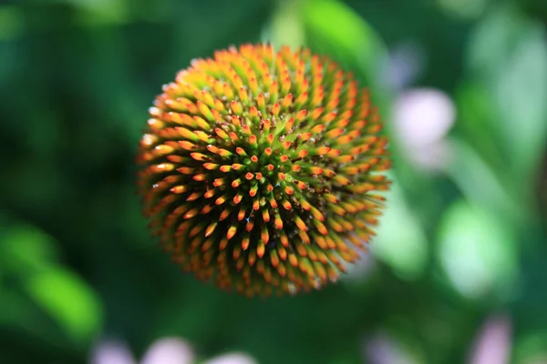 Echinacea Flower Petals Looks Ball — Stockfoto