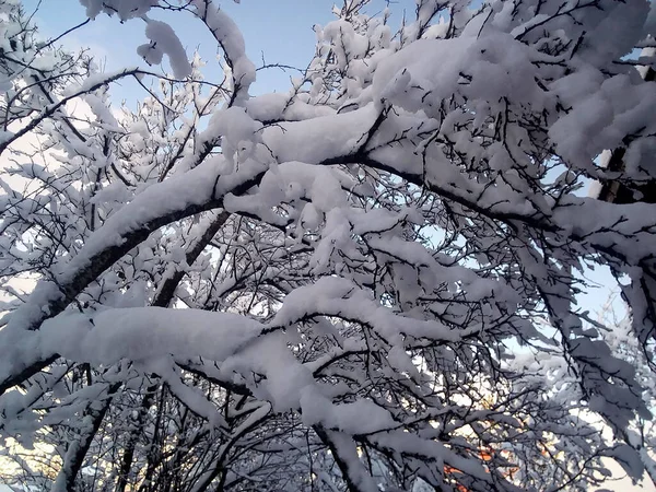 雪覆盖冬季树木 — 图库照片