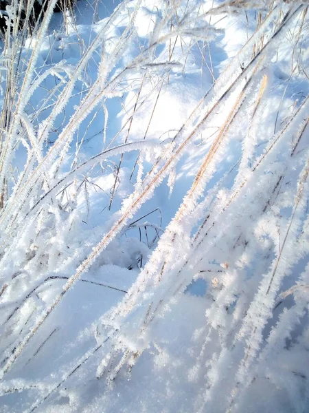 Snowy Blades Grass Cold Winter Day — Stock Fotó