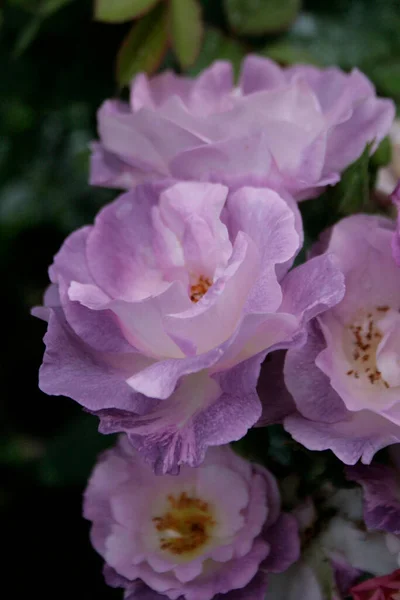 Flowering Light Purple Rose Brose Blue You — Zdjęcie stockowe