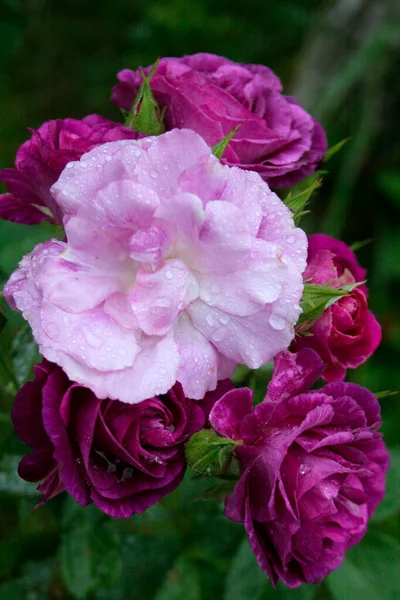 Beautiful Blooming Purple Rose Rose Misteria Rain — Stock Fotó
