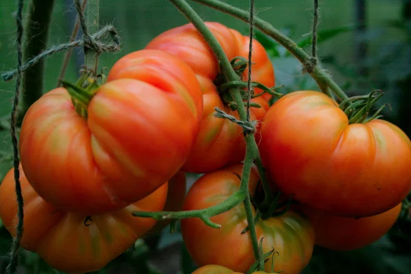 Bunches of plump, juicy red tomatoes