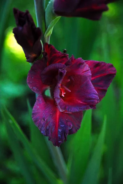 Blooming Purple Gladiolus Green Background —  Fotos de Stock