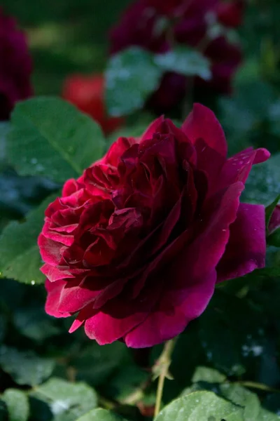 blooming dark rose (rose Munstead Wood)