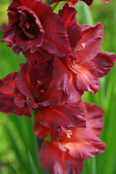 Dark Colored Gladiolus August — 图库照片