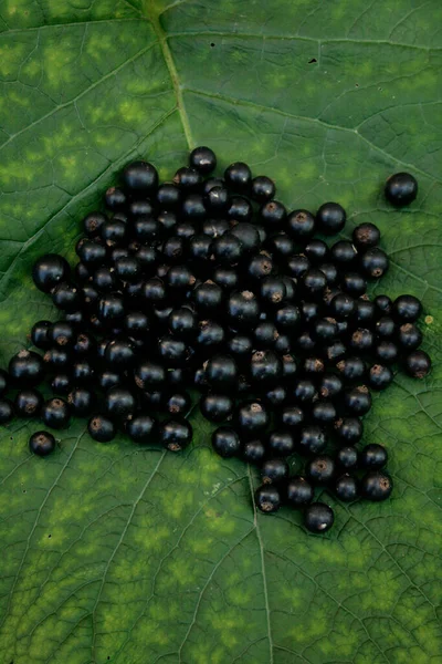 Blackcurrant berries on a green leaf