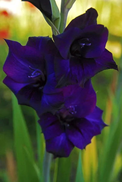 Purple Gladiolus Garden Morning Sun — 스톡 사진