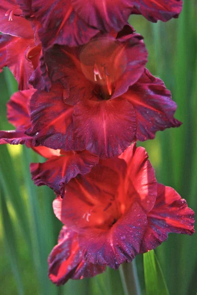 Gyönyörű Vörös Virág Kertben — Stock Fotó