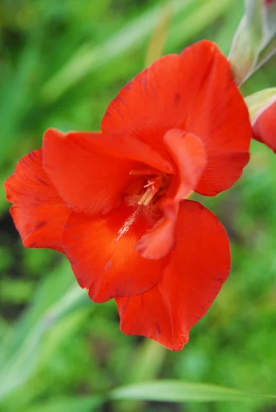 Red Gladiolus Early Morning — Stock Photo, Image