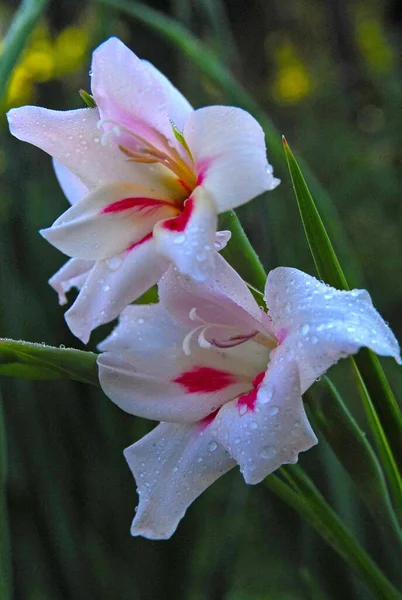 white pink gladiolus early in the morning