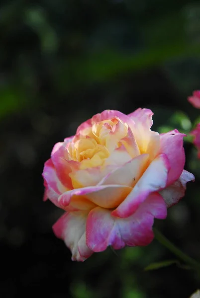 A pink rose (Rose Charleston) in the morning sun