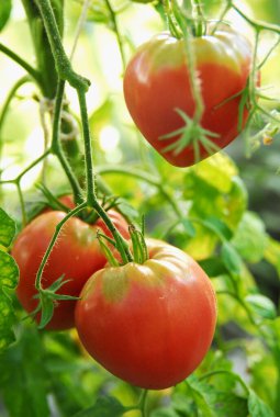 Bunches of plump, juicy red tomatoes
