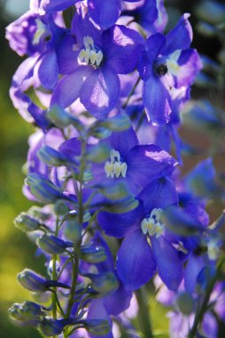 Blooming blue Delphinium (or Delphinion)