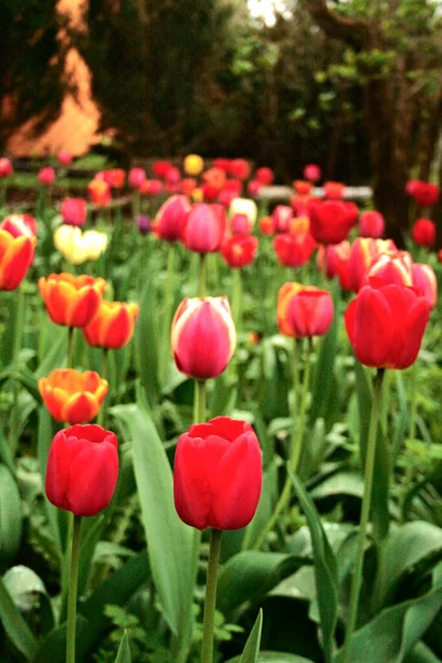 Bed Blooming Colorful Tulips — Photo