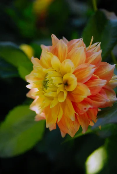 Blooming Dahlia Shade Tree — Fotografia de Stock