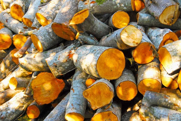 Freshly cut firewood in the sun