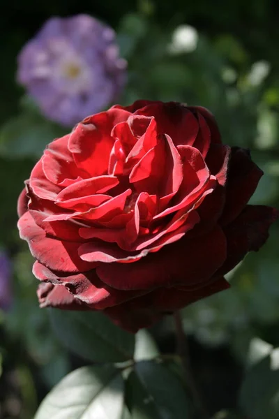 blooming dark rose (rose Black magic)