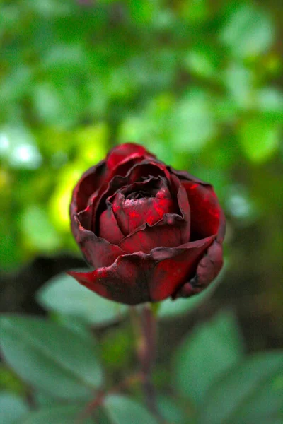 Blooming Dark Rose Rose Black Magic — Stockfoto