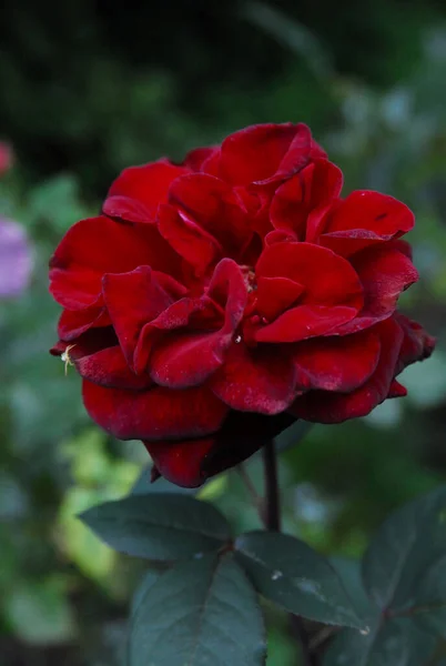 blooming dark rose (rose Black magic)