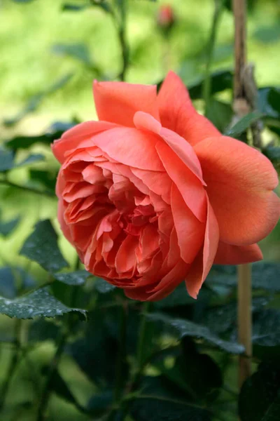 Blooming Orange Rose Rose Summer Song — Stok Foto
