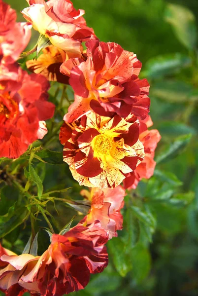 Blooming Red Yellow Rose Rose Summer Lodge — Fotografia de Stock