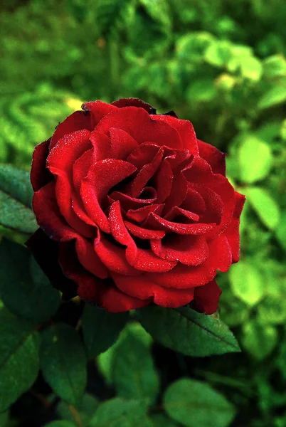 Blooming Dark Red Rose Rose Black Magic — Photo