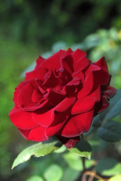 Blooming Dark Red Rose Rose Black Magic — ストック写真