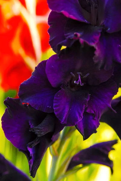 Purple Gladiolus Red Gladiolus Background —  Fotos de Stock