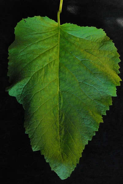 Large Green Plant Leaf Dark Background — Stockfoto