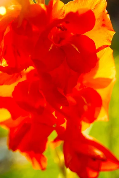 Red gladiolus in the rays of the rising sun