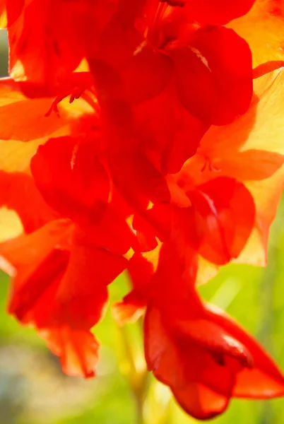 Red gladiolus in the rays of the rising sun