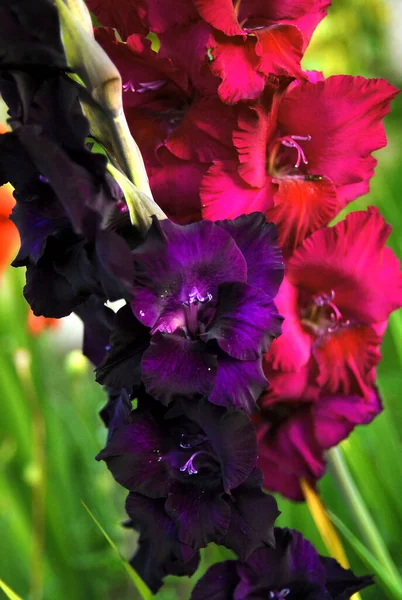 Two Blooming Purple Gladioli —  Fotos de Stock