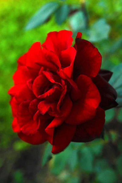 The red rose blooms (rose black magic)