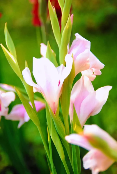 soft pink gladiolus in the early morning