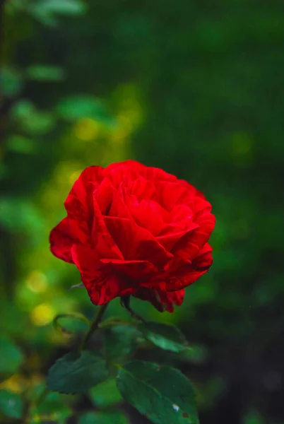 The red rose blooms (rose red intuition)
