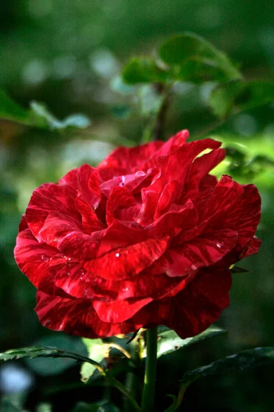 Blooming Red Rose Rose Red Intuition — Photo