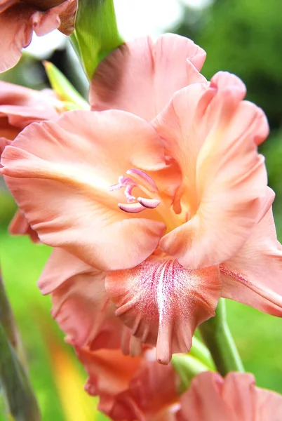 Gladiolus Erotic Touch —  Fotos de Stock