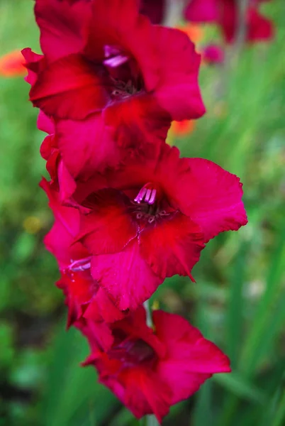 Red Gladioli Early Morning —  Fotos de Stock