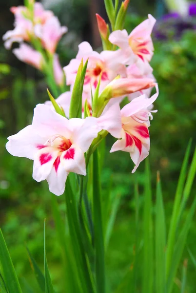 Pink Gladioli Early Morning — 스톡 사진