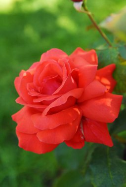 blooming red rose (rose Duftwolke)