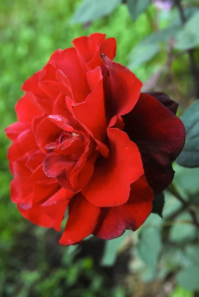 blooming dark rose (rose Black magic)