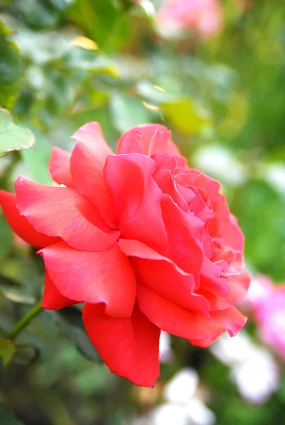 Blooming Red Rose Rose Duftwolke — Fotografia de Stock