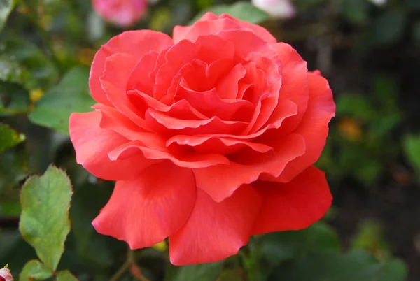 blooming red rose (rose Duftwolke)