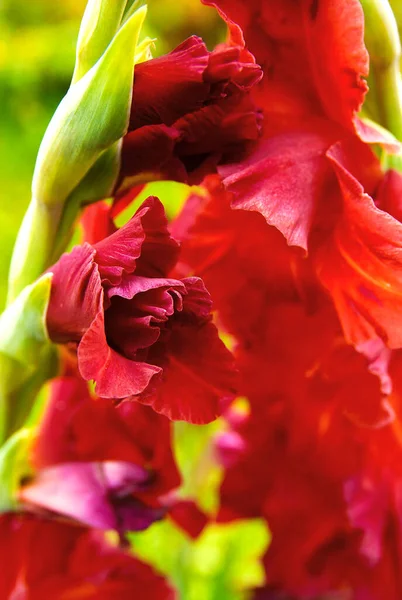 Blooming Red Gladioli Morning Rays — Photo