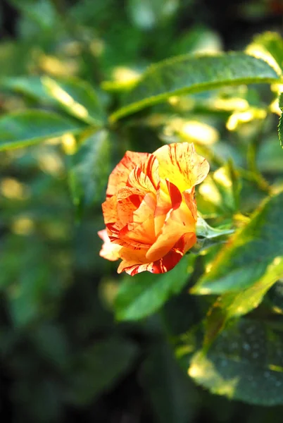 blooming striped rose (rose summer lodge)