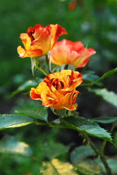 blooming striped rose (rose summer lodge)